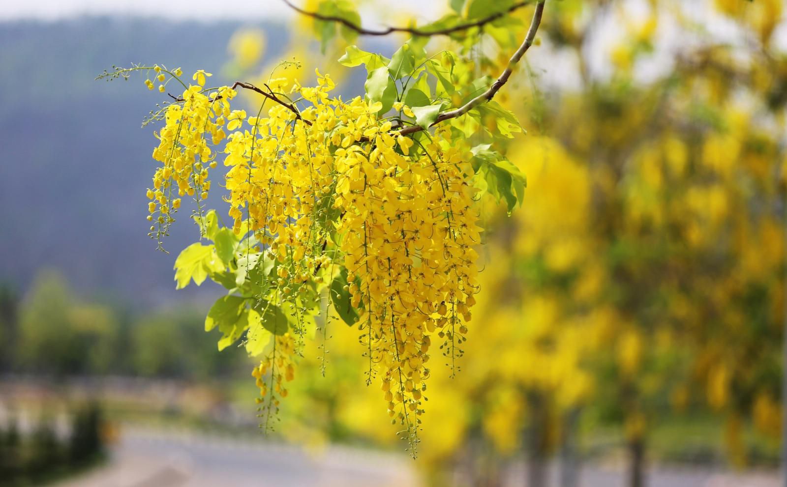 dokkoon flower