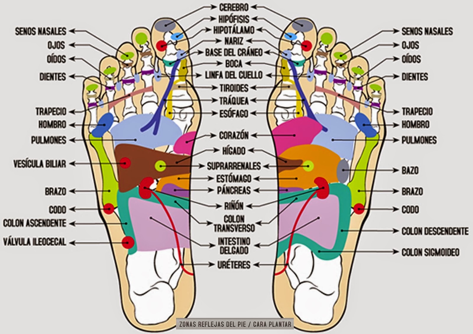 reflexologia podal